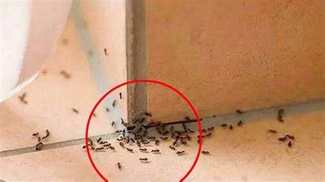 蜈蚣入宅 家里很多蚂蚁风水